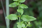 Mullein foxglove